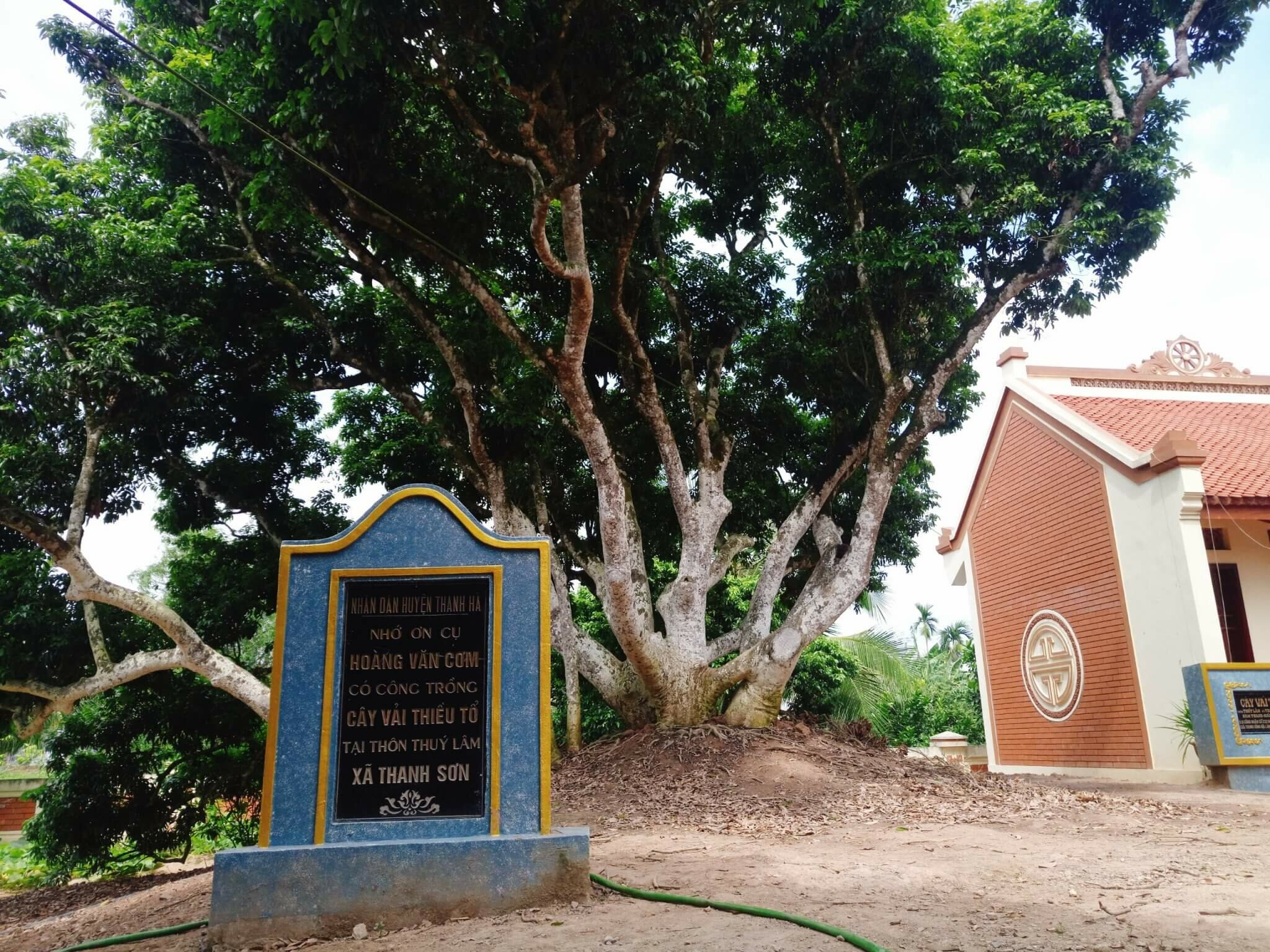 Cây vải tổ