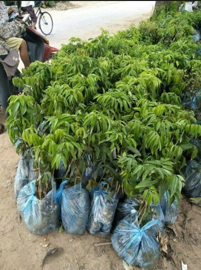 chọn giống trong kĩ thuật trồng vải thiều 