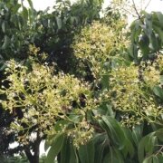 Hoa Vải