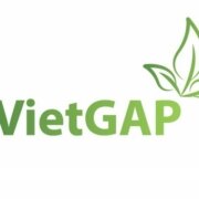 tiêu chuẩn Vietgap là gì ?