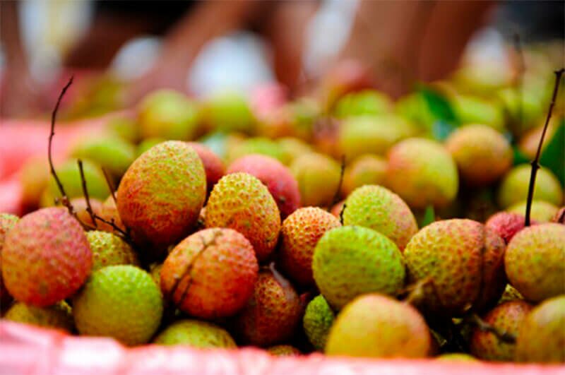 Giống vải lai chua 