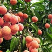 Vải thiều là đặc sản của tỉnh nào?