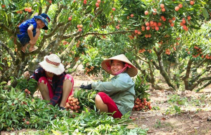 Thu hoạch vải thiều Lục Ngạn, Bắc Giang