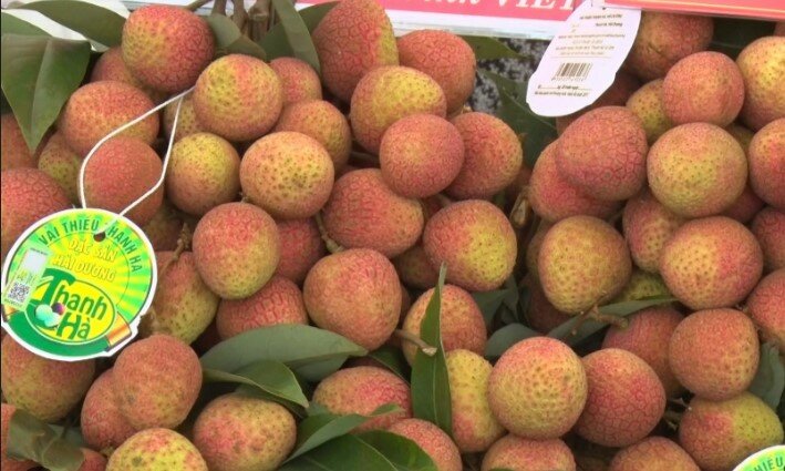 Vải thiều Thanh Hà, Hải Dương