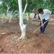 bón phân cho cây vải