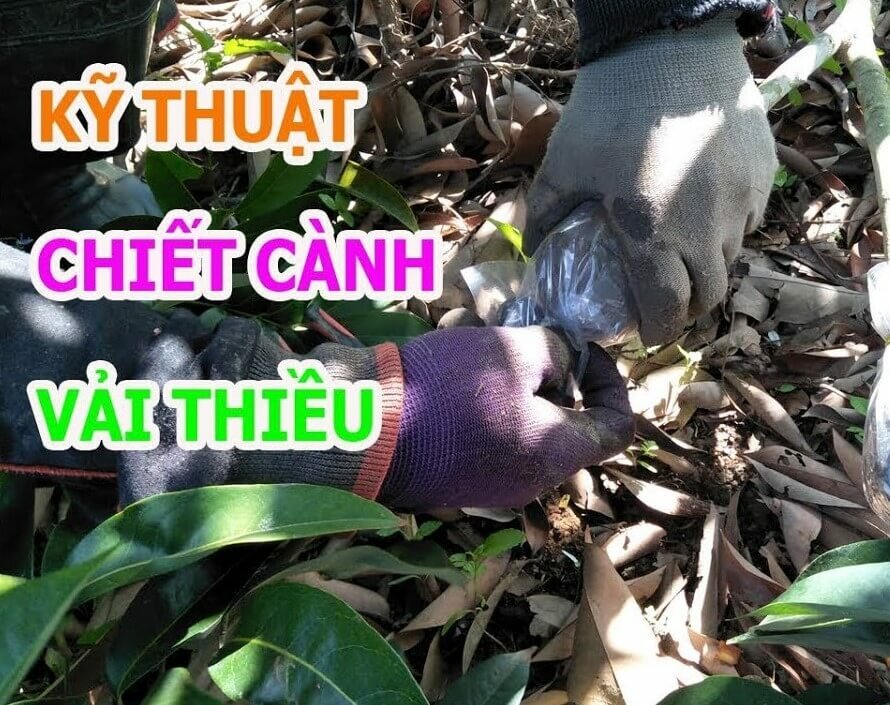 Kỹ thuật chiết cành vải thiều