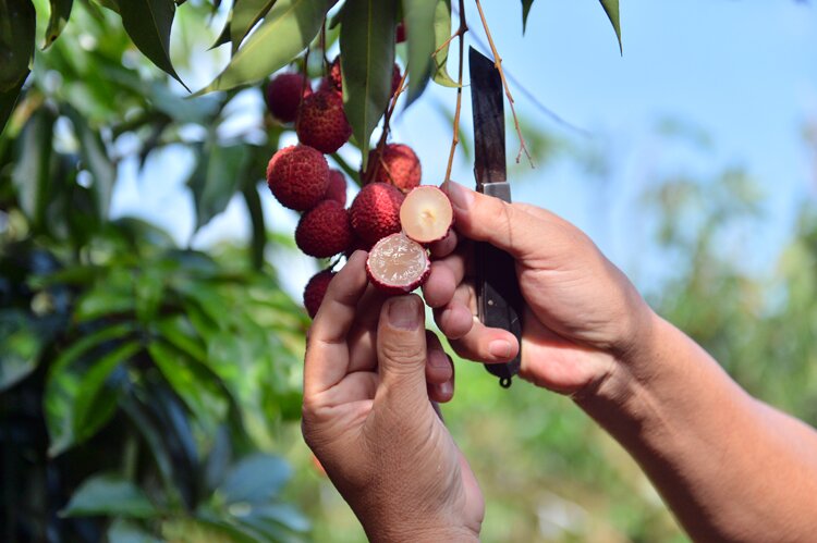 vải Lục Ngạn không hạt