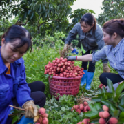 thu hoạch vải 2024